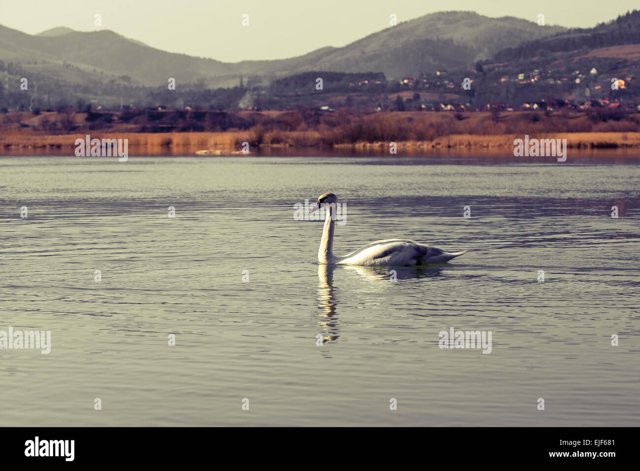 El Cisne en el agua del lago azul en día soleado Foto de stock