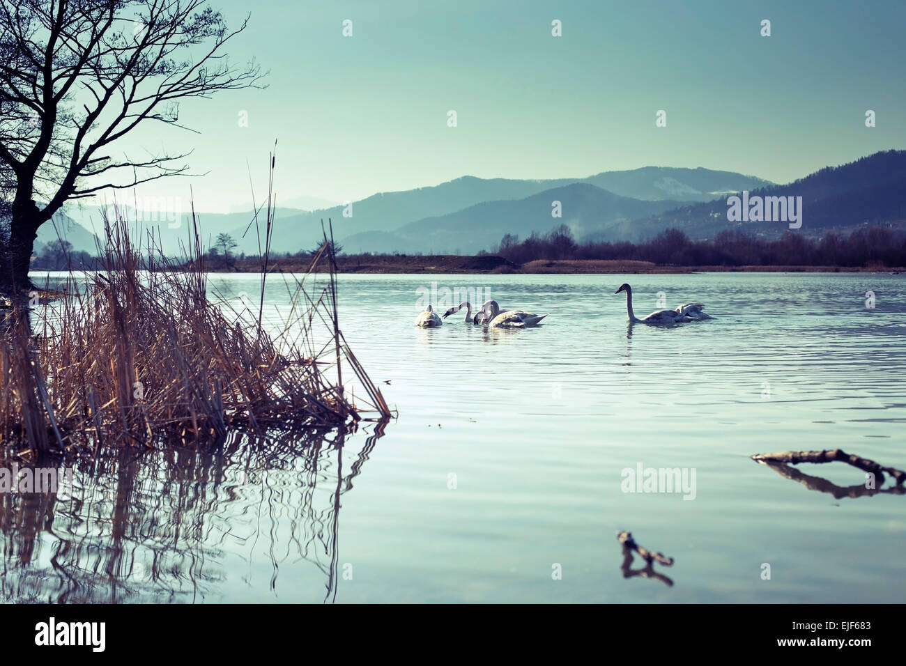 Los cisnes sobre el agua del lago azul en día soleado Foto de stock