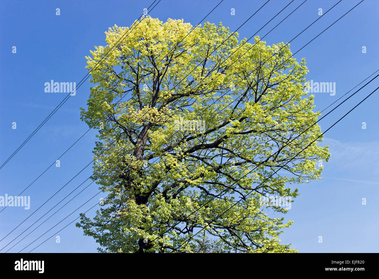 Corona del árbol soleado con cable eléctrico a través de sky Foto de stock