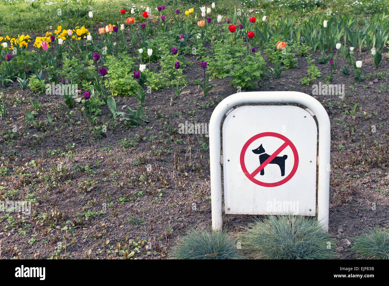 Ningún perro permitió firmar en estacionamiento Foto de stock