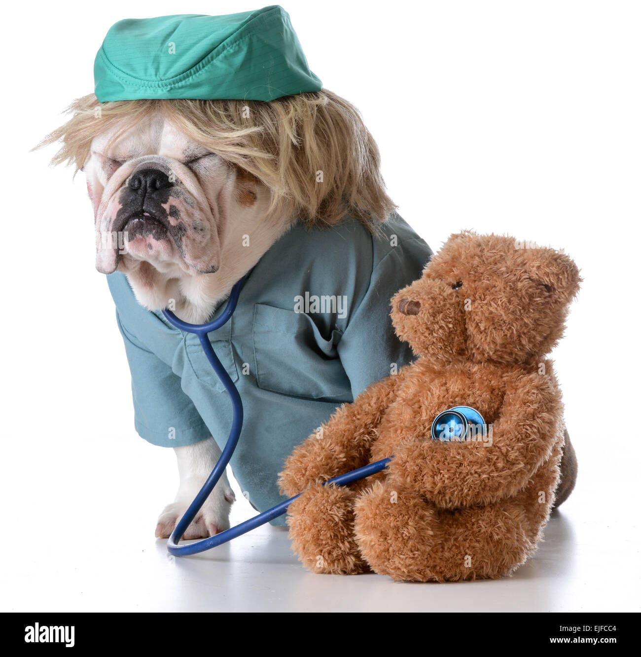 Atención veterinaria - bulldog vestida como un doctor al escuchar el  corazón de un osito de peluche Fotografía de stock - Alamy