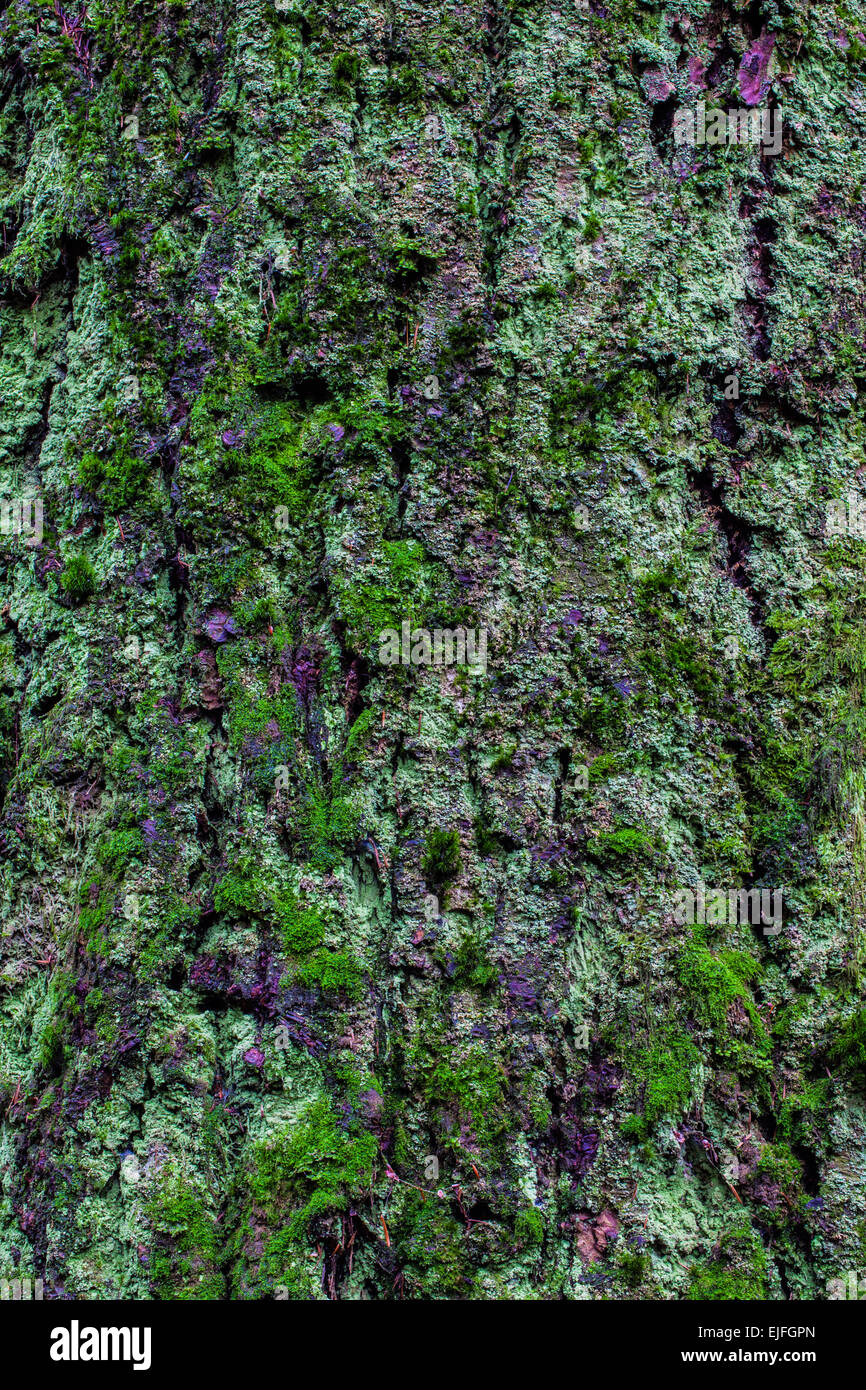 Imagen abstracta de corteza de abeto Douglas cubiertos de musgo Foto de stock
