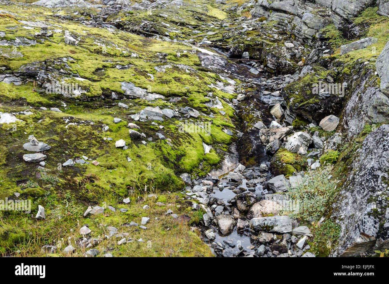Arroyo y musgo verde en las rocas. Noruega Foto de stock