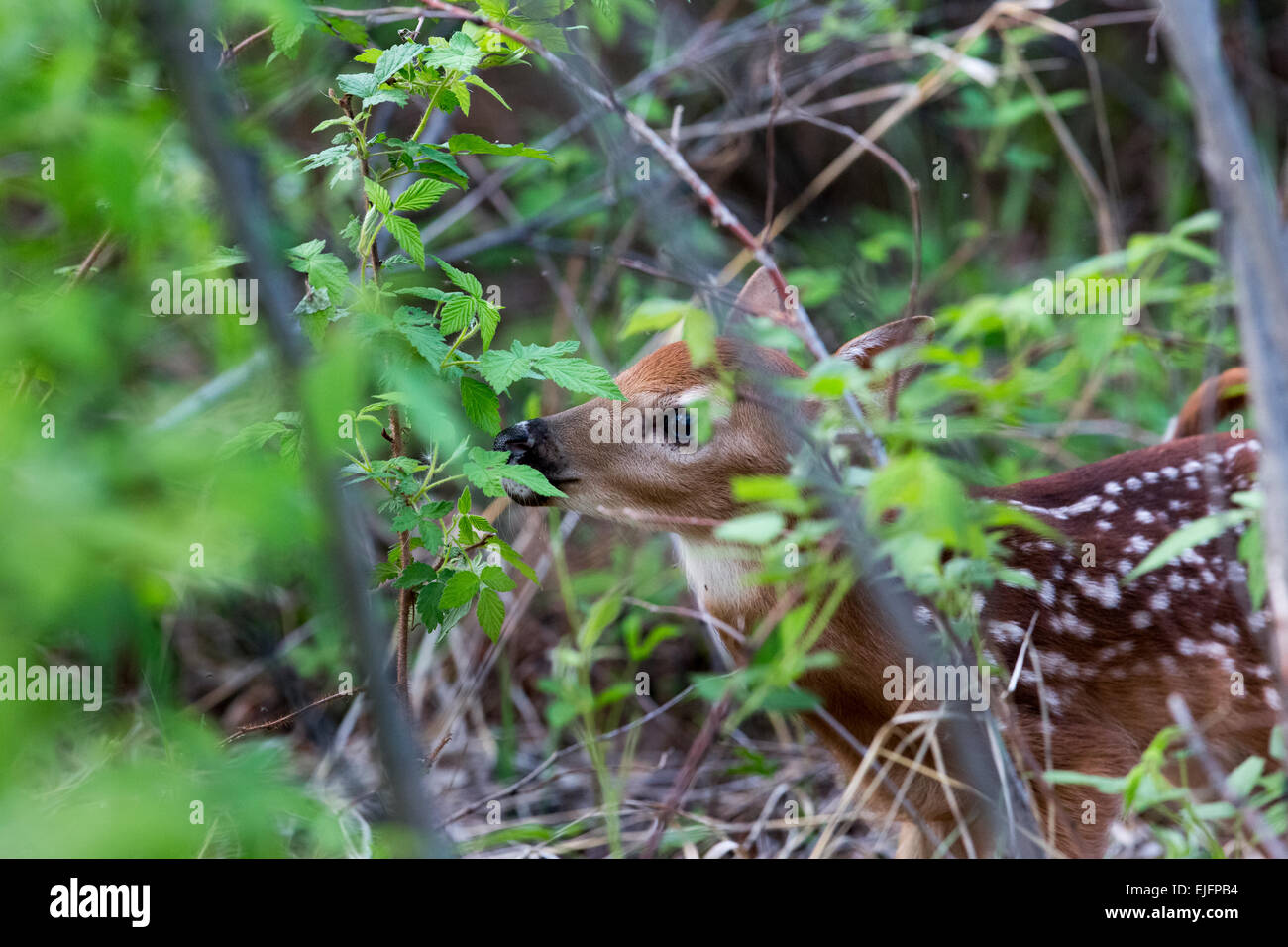 White-tailed doe con recién nacidos cervatillos Foto de stock
