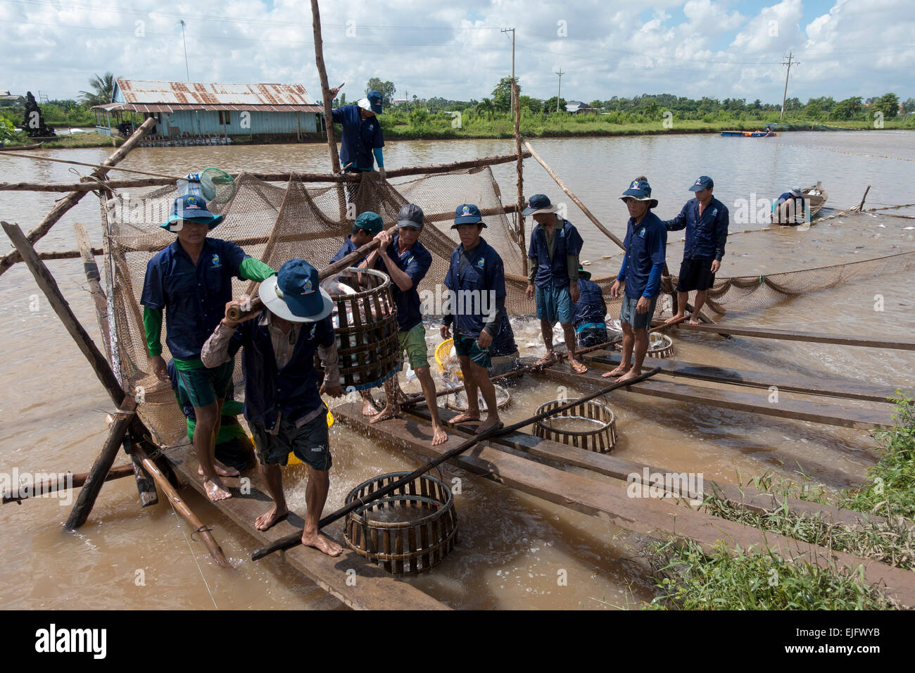Fish farm, trabajadores capturar peces de agua dulce de un criadero de peces, el delta del Mekong, Vietnam Foto de stock