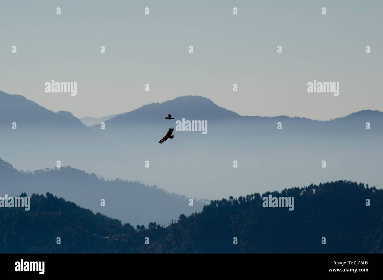 El Himalaya Vulturesover Shimla, India desde la estación de tren de juguete Foto de stock