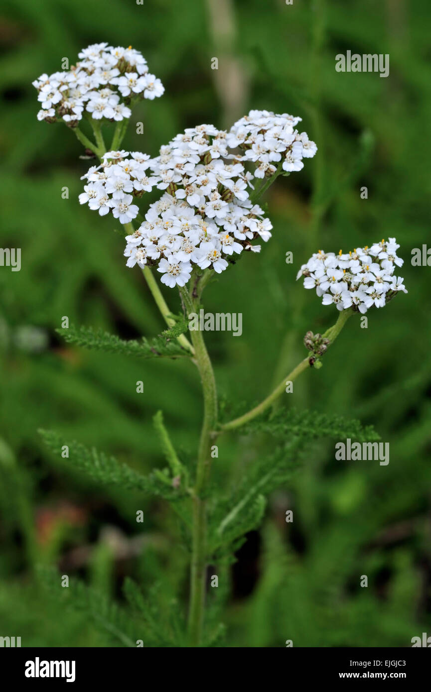 Common yarrow / / sanguinaria milenrama / Mil-seal (Achillea millefolium) en flor Foto de stock