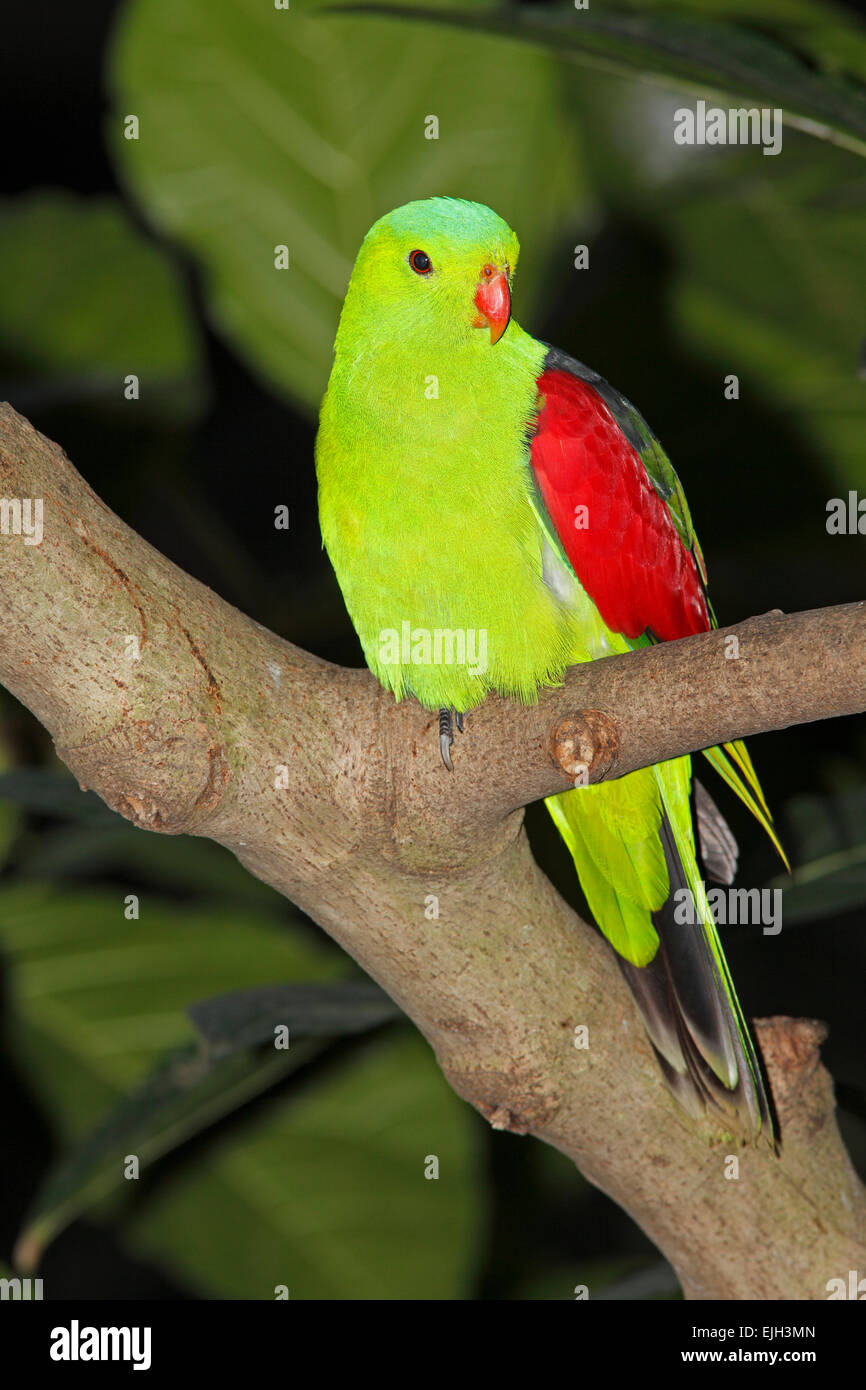 Aprosmictus erythropterus Red-Winged Parrot,. Estas aves son nativas de Australia y Papua Nueva Guinea Foto de stock