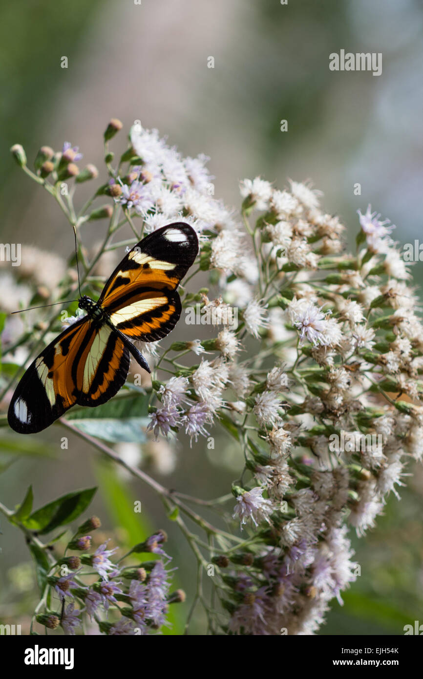 Mariposa Anartia amathea roeselia en flor blanca Foto de stock