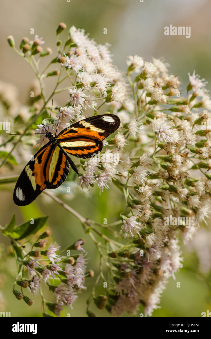 Mariposa Anartia amathea roeselia en flor blanca Foto de stock