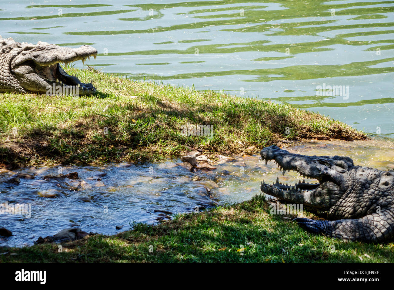 Johannesburgo Sudáfrica, Croc City Crocodile & Reptile Park, granja, sol, SAfri150305046 Foto de stock