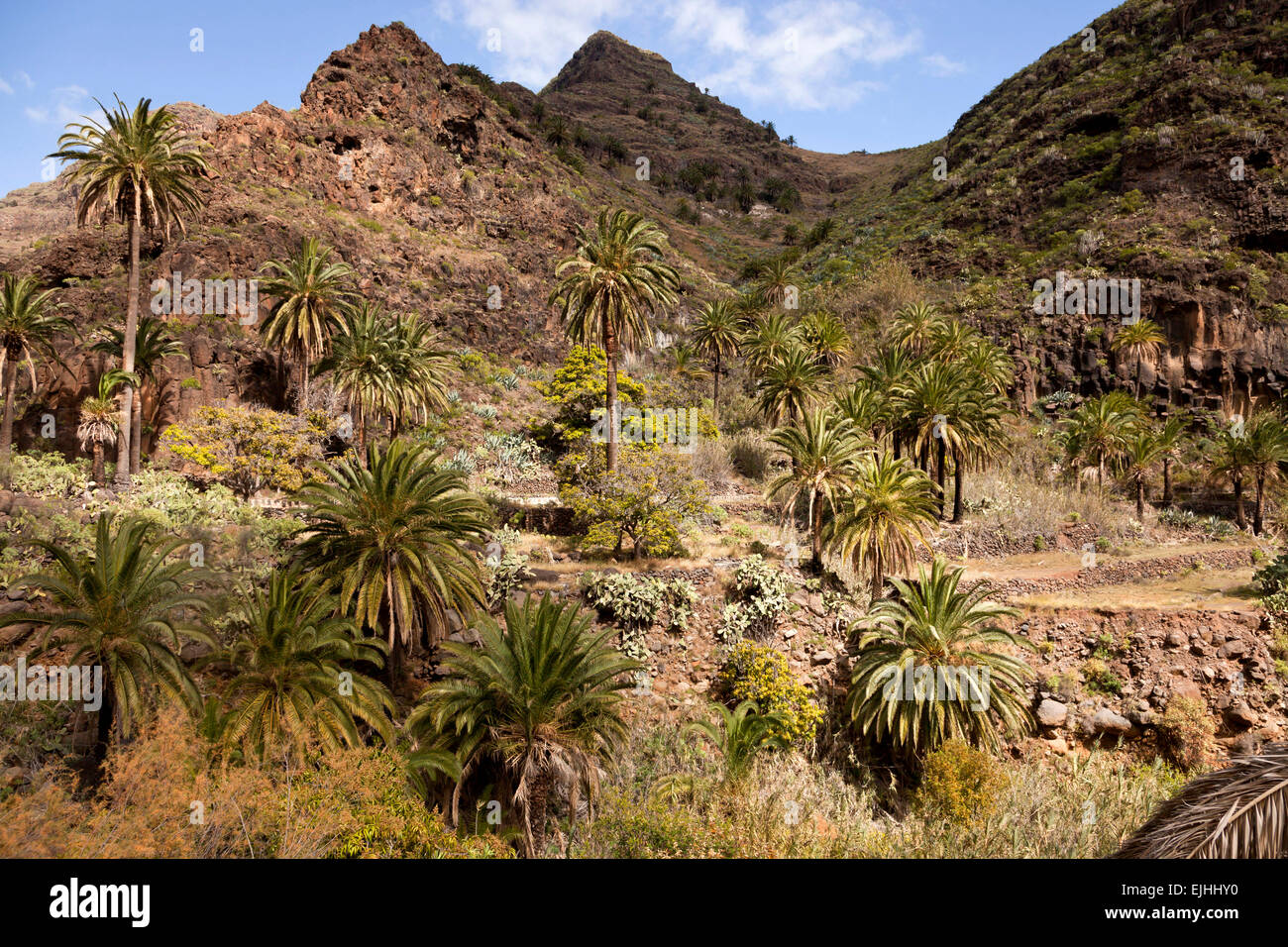 Fecha palmeras en el valle de Gran Rey, La Gomera, Islas Canarias, España Foto de stock