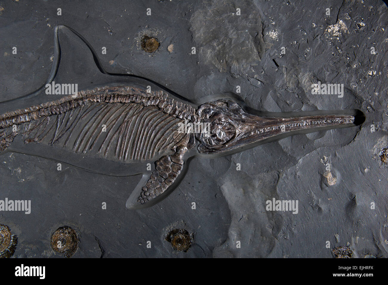 Museo de Fósiles Dinosaurland,Lyme Regis, Dorset, Reino Unido. de un