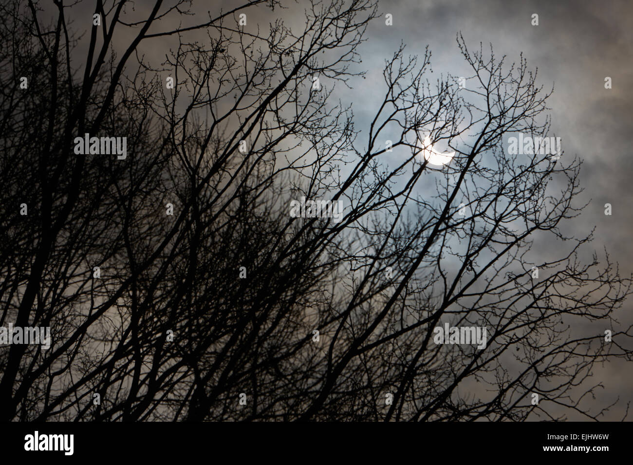 Eclipse Solar y ramas de árbol de invierno con el cielo nublado, oscuro y misterio Foto de stock