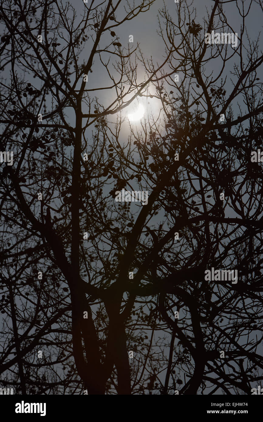 Eclipse Solar y ramas de árbol de invierno con el cielo nublado, oscuro y misterio Foto de stock