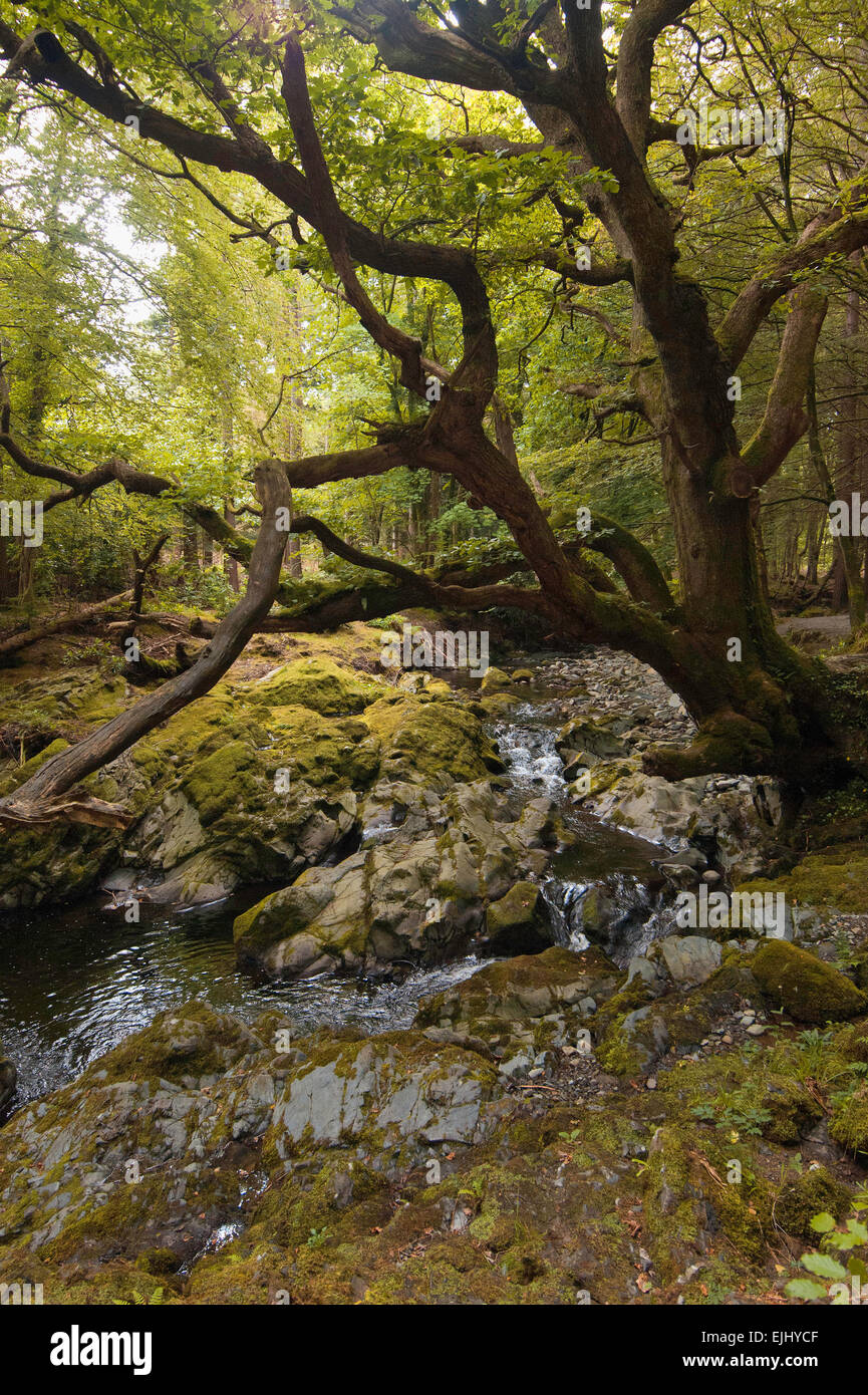 Una vista escénica en Tollymore Park, Irlanda del Norte Foto de stock