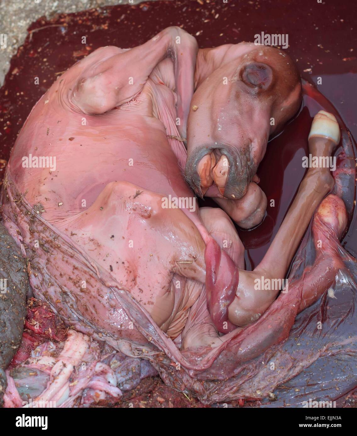 Caballo subdesarrolladas feto Foto de stock