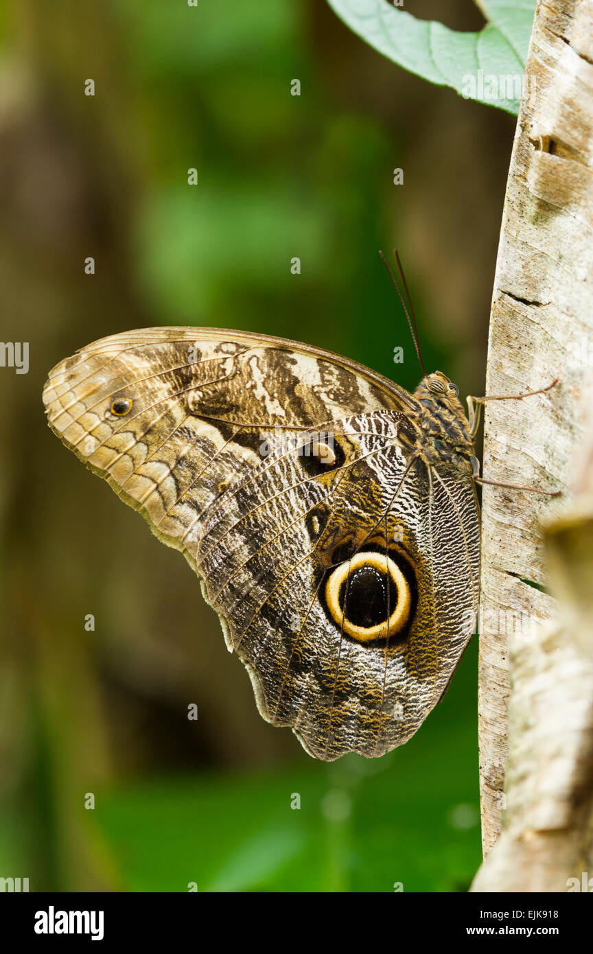 Caligo brasiliensis -4, Família : Nymphalidae Local : Tapir…