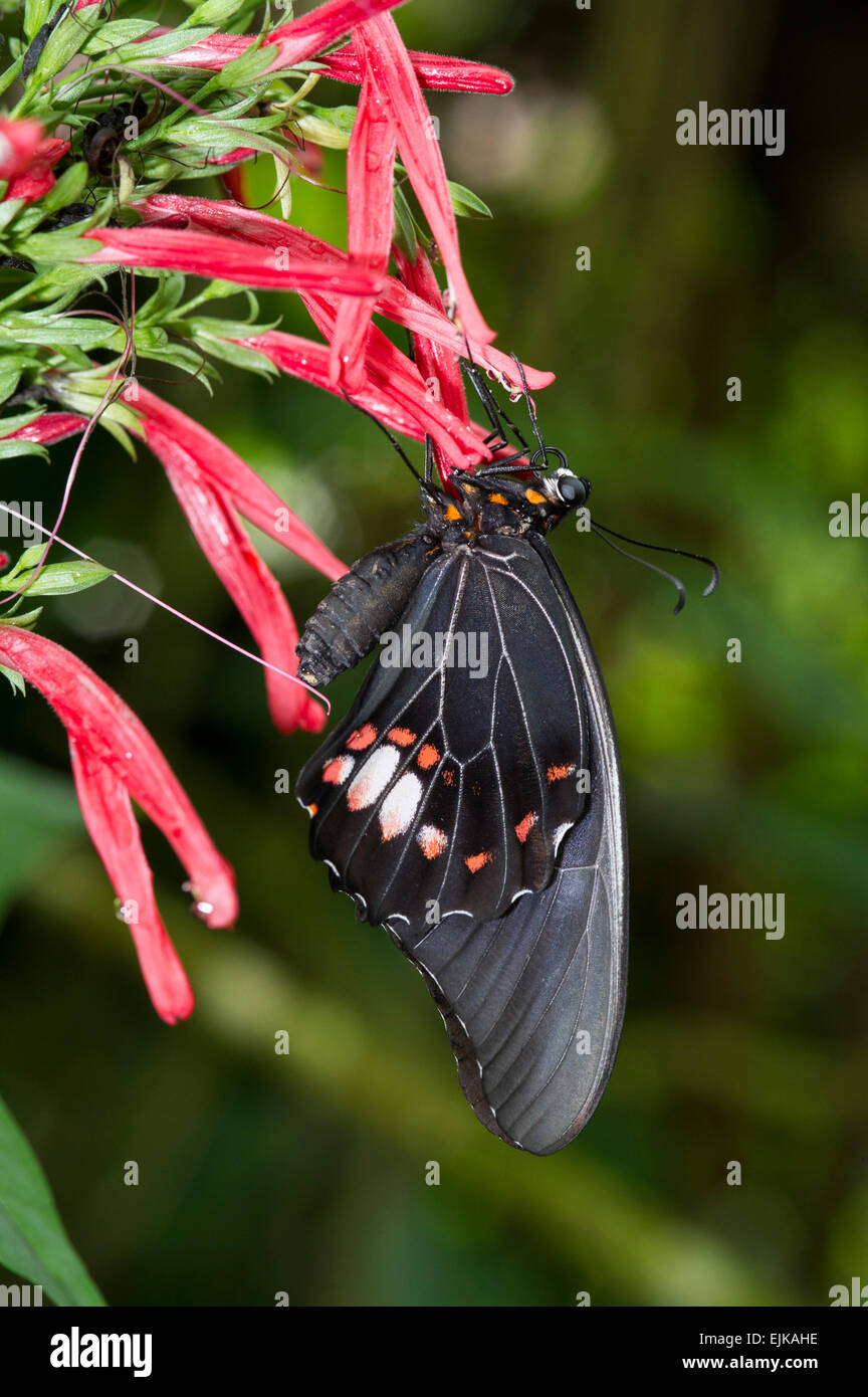 Las mariposas, el parque de las mariposas neotropicales, Suriname Foto de stock