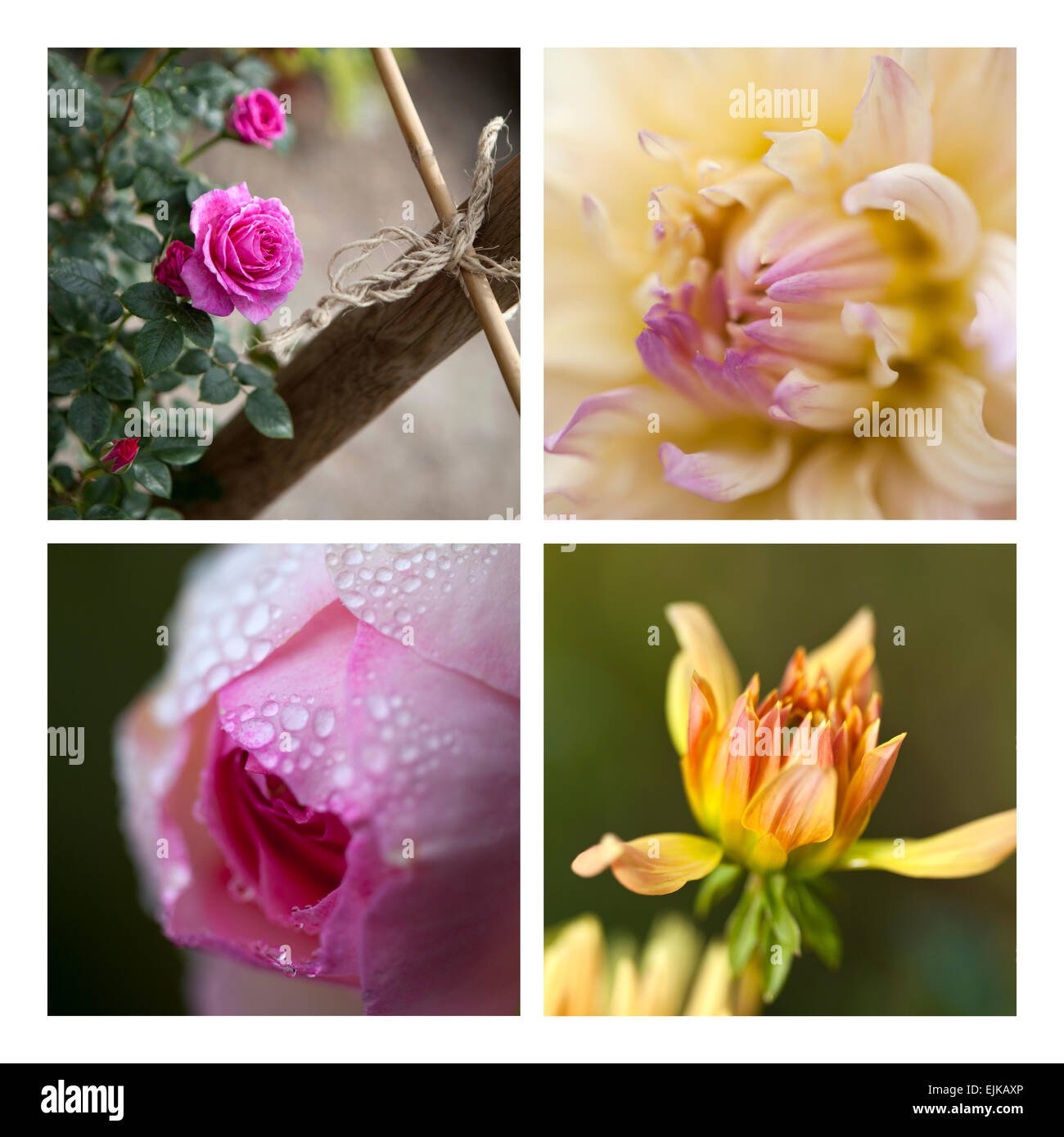 Collage de diferentes rosas y dalias en un jardín. Foto de stock