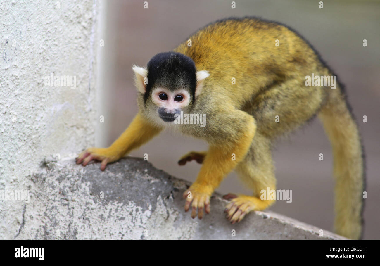 tribu Hornear Relativamente Apeldoorn, Países Bajos. 26 Mar, 2015. La primera vez que fuera hasta el  invierno para los monos ardilla en el parque de primates Apenheul en la  ciudad holandesa Apeldoorn Jueves 26-3-2015. La