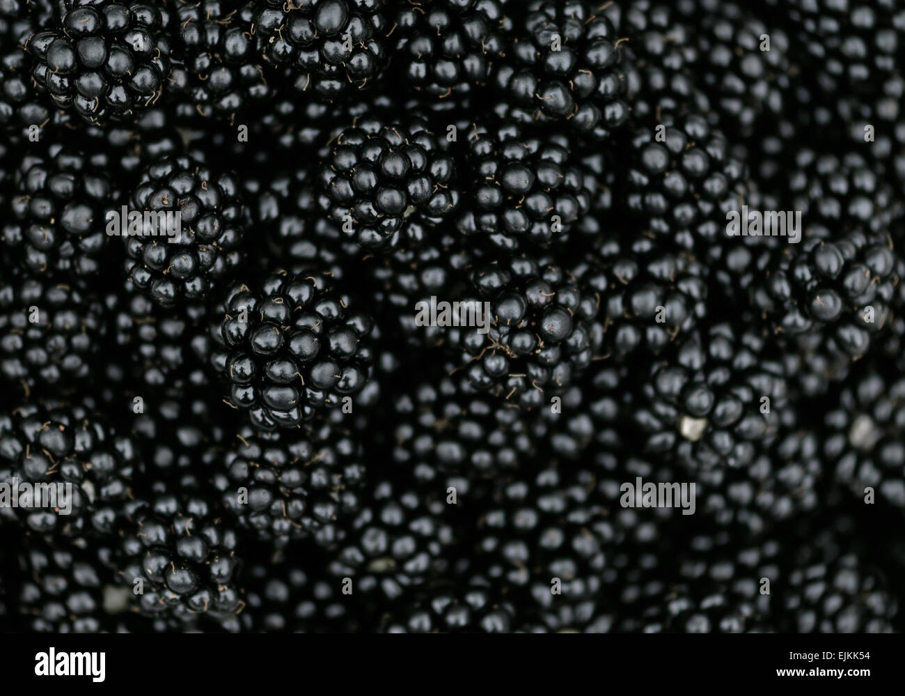 Blackberry bramble berry textura de fondo jugosas frutas de verano Foto de stock