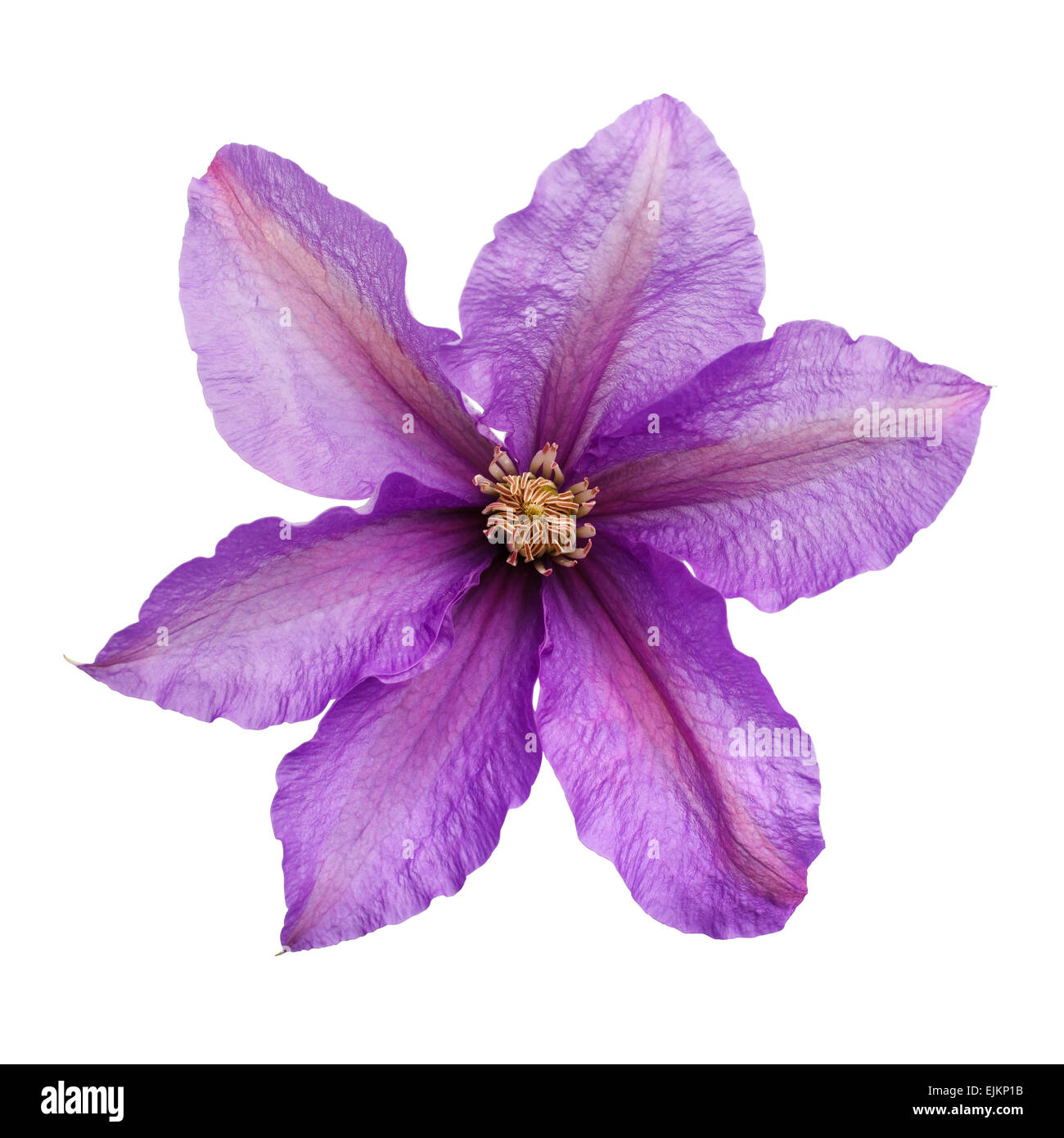 Elementos de diseño: Cabeza floral Foto de stock