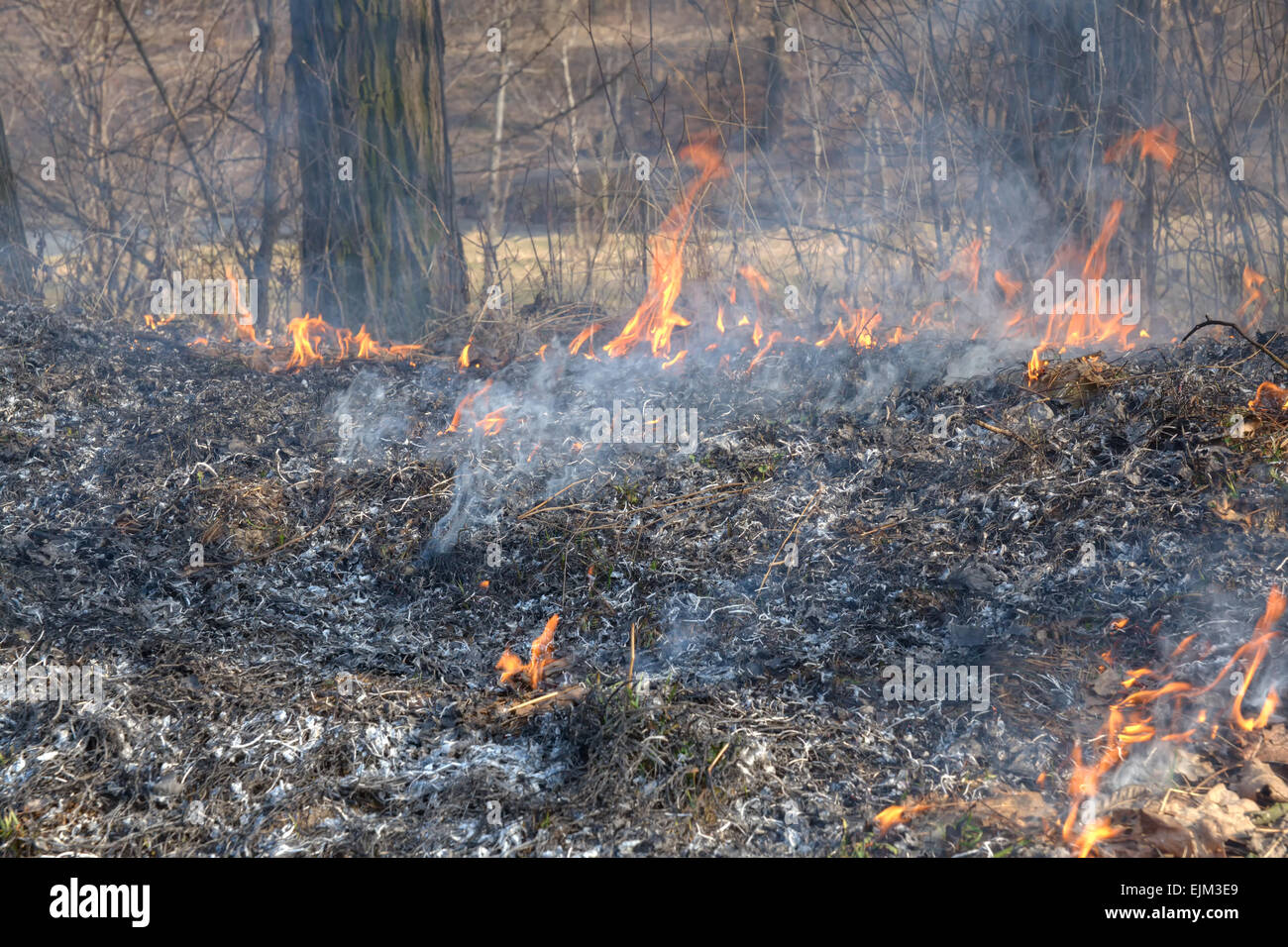 Incendios forestales - pasto y arbustos ardiendo en la madera Foto de stock