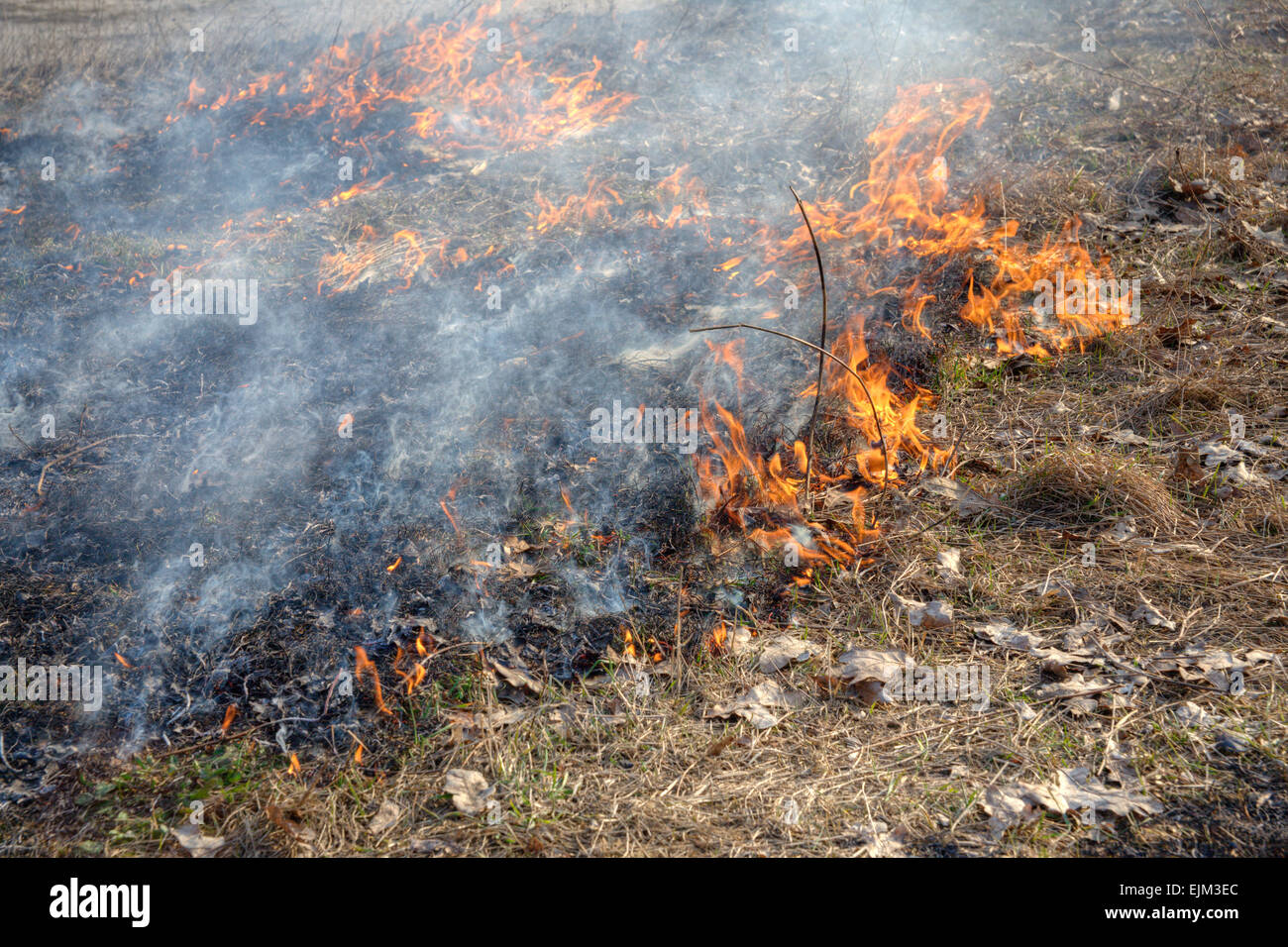 Incendios forestales - pasto y arbustos ardiendo en la madera Foto de stock