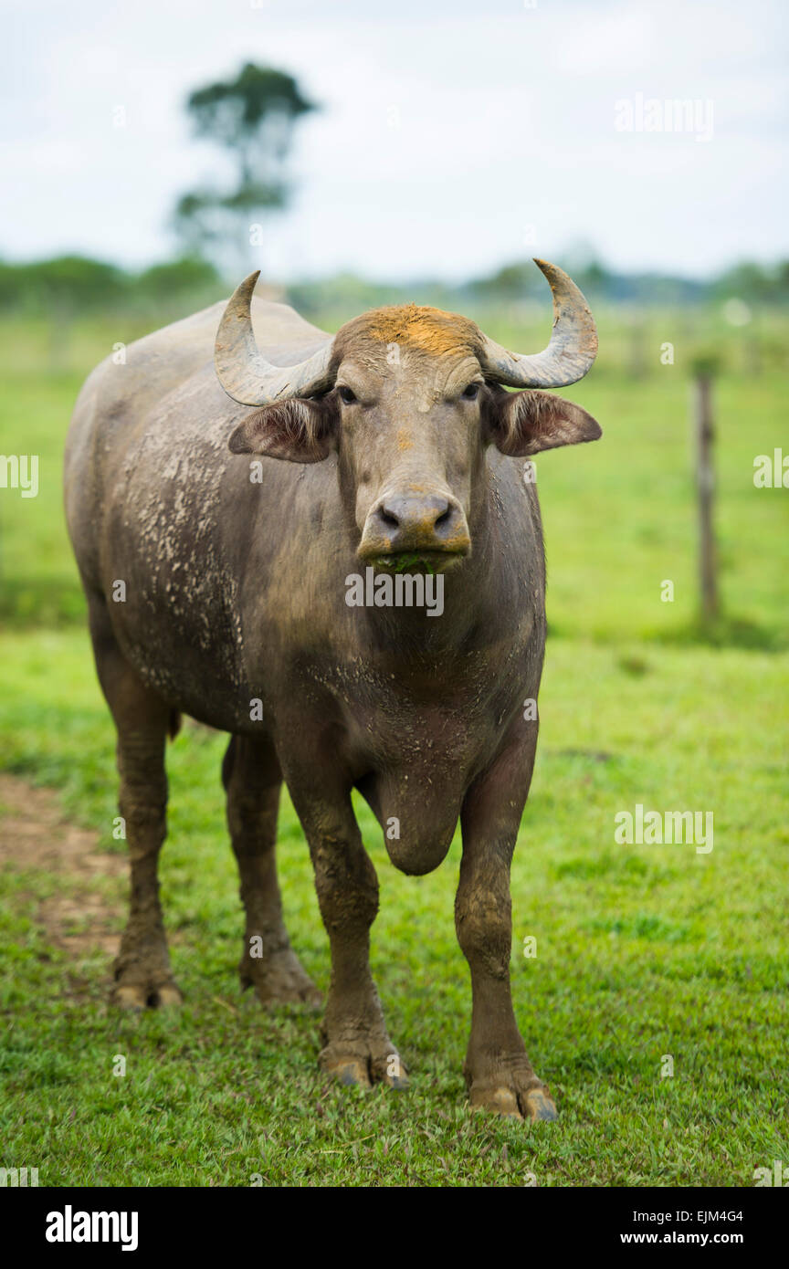 Búfalo de agua granja, Groningen, Suriname Foto de stock