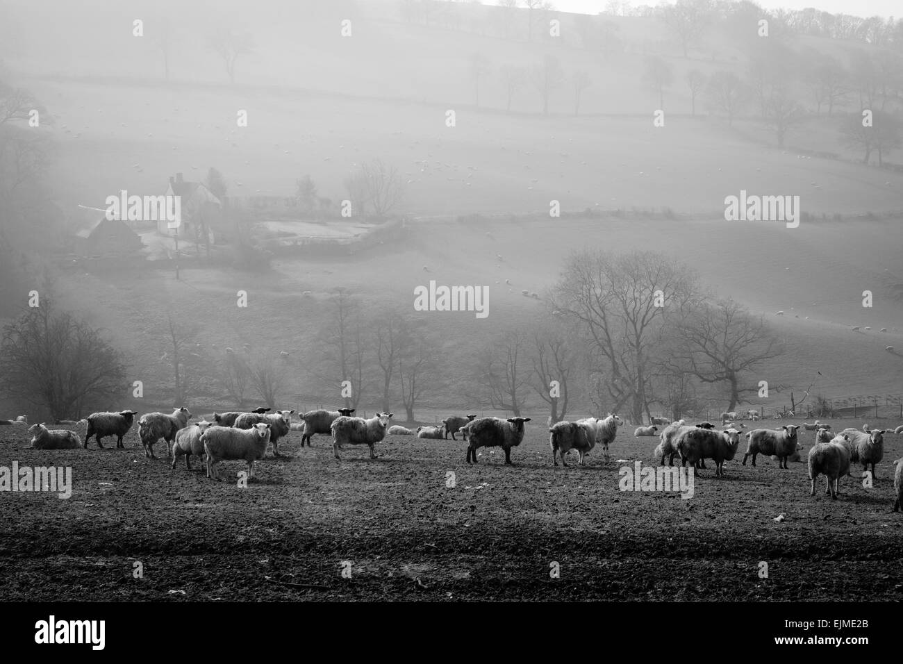 Hill Farm con ovejas en el campo. Foto de stock