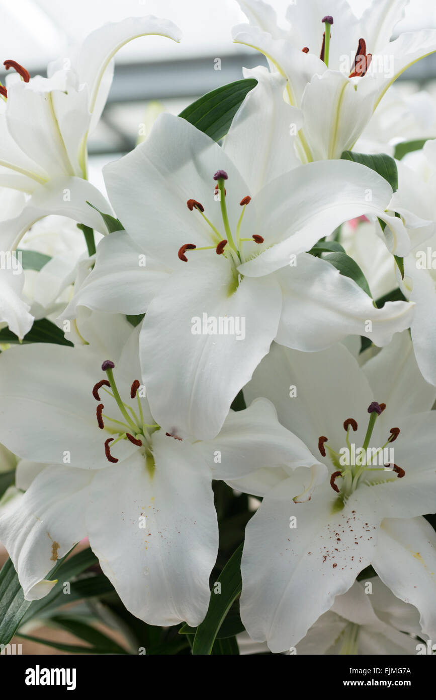 Lilium Santander, White Lily Oriental flor Fotografía de stock - Alamy