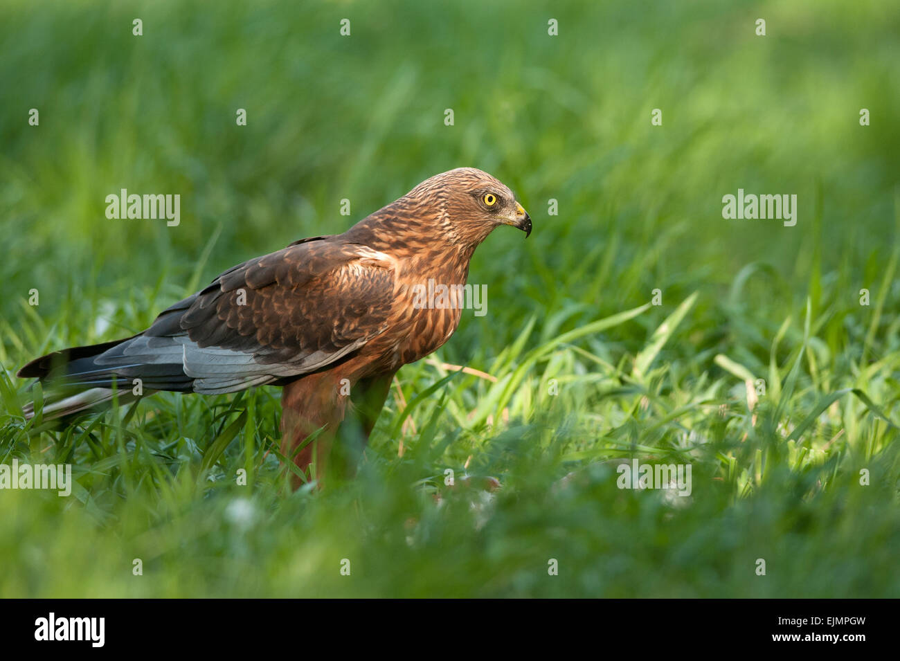 Polonia en mayo.aguilucho lagunero macho, sentado en la pradera y mirando a la derecha esperando la adquisición. Foto de stock