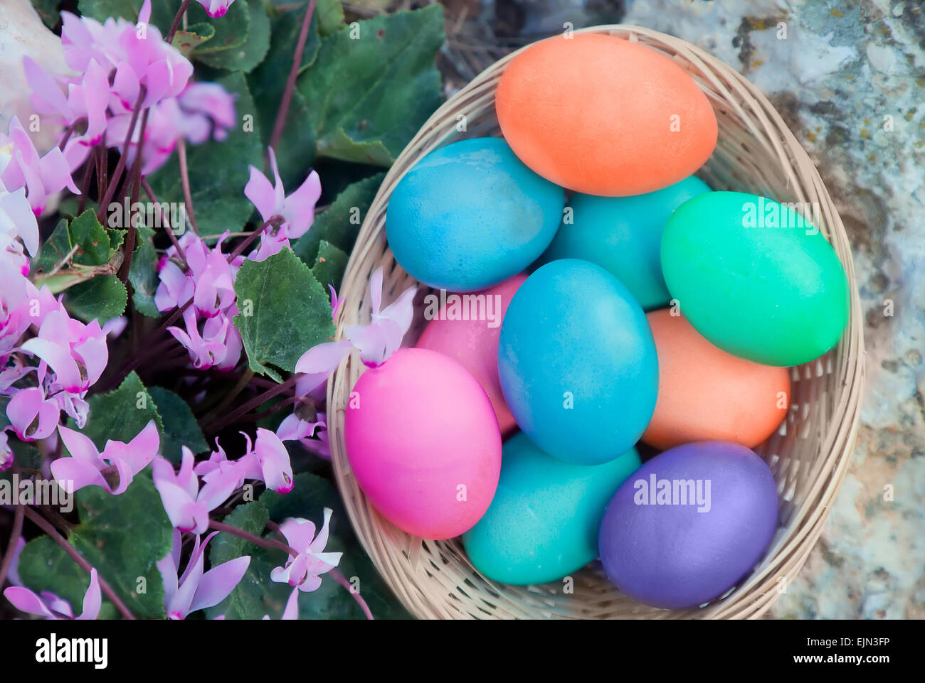 Cesta de huevos de Pascua con Cyclamen flores, vista desde arriba Foto de stock