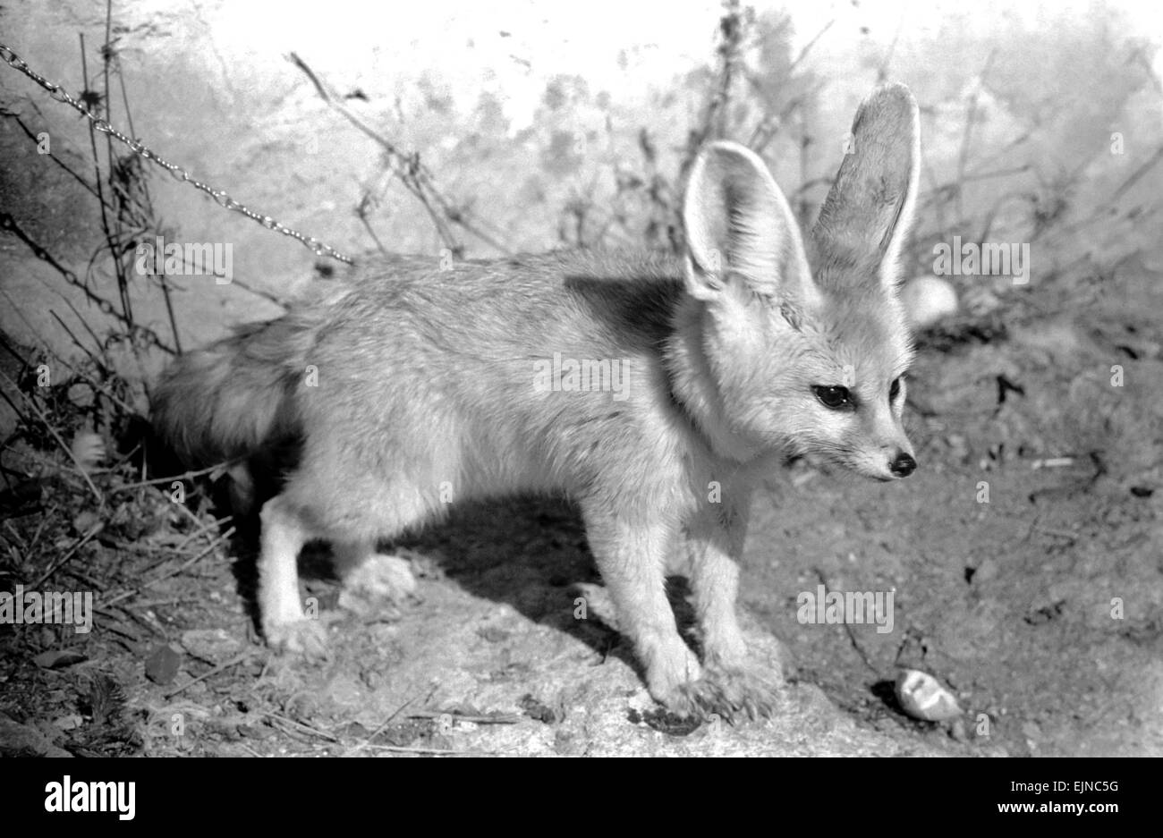 El zorro del desierto Rommella Febrero de 1972 72-1465-028 Foto de stock