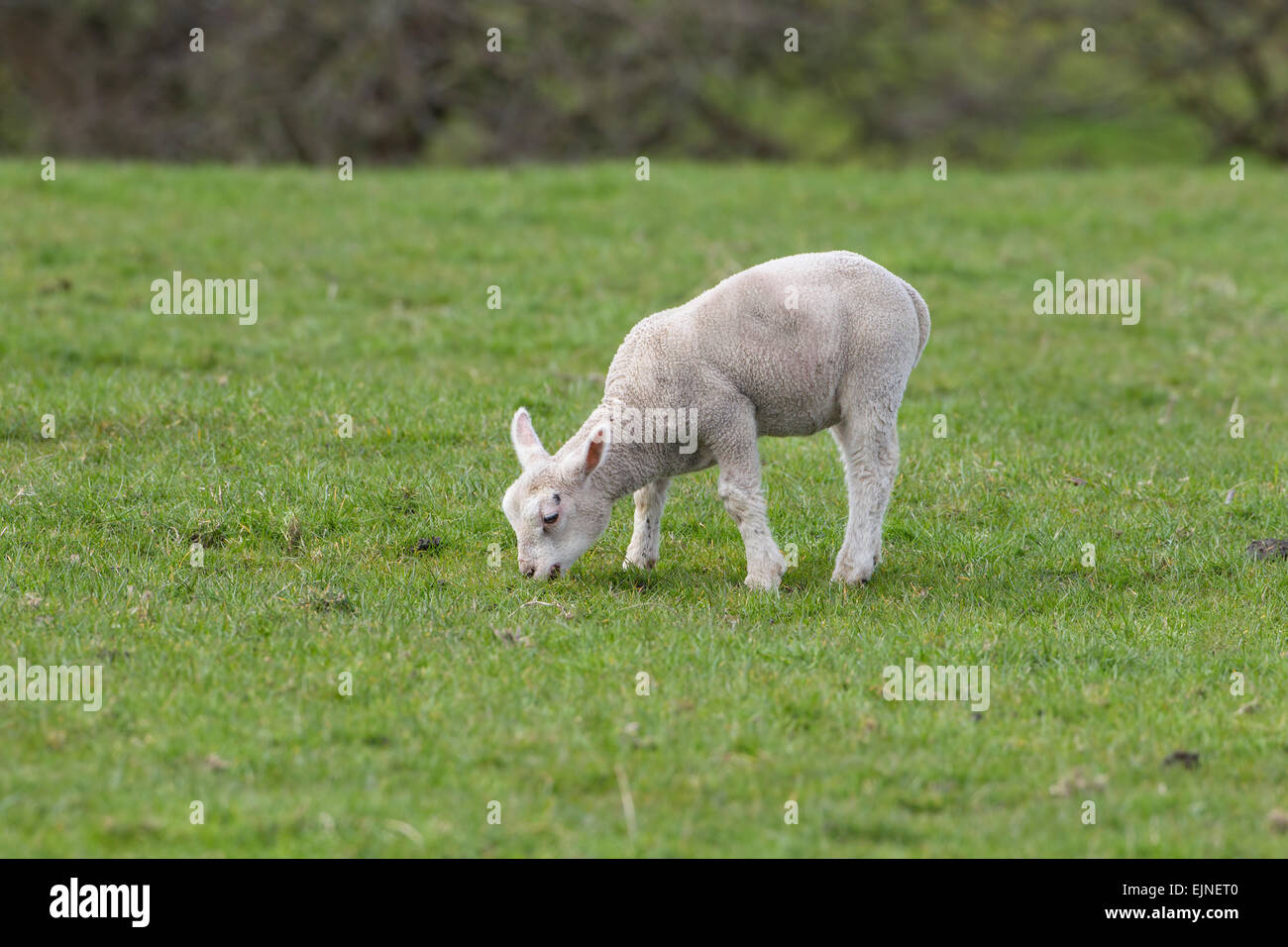 English primavera cordero comiendo hierba en el perfil en la tierras de labrantío Foto de stock