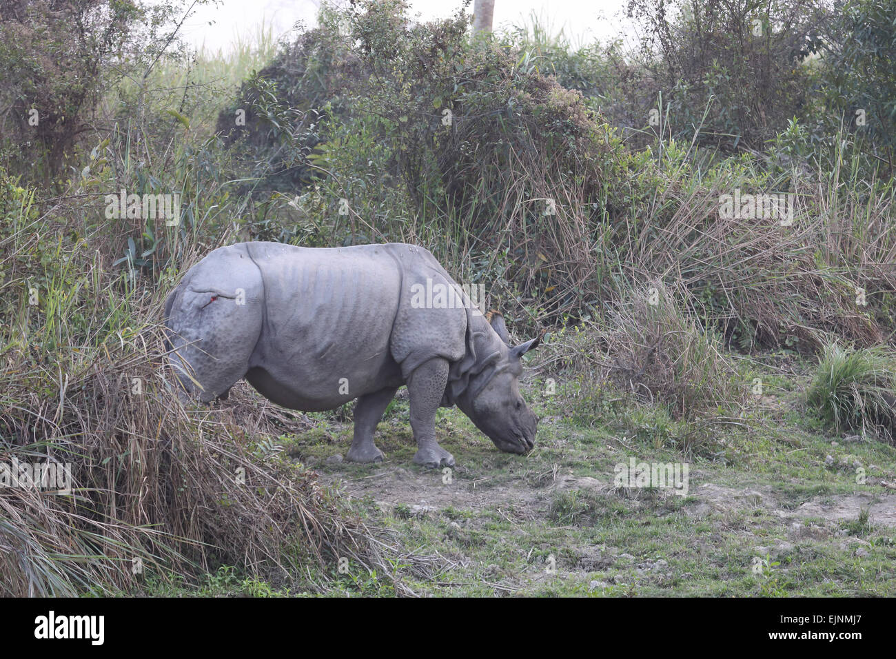 Rinoceronte indio Foto de stock