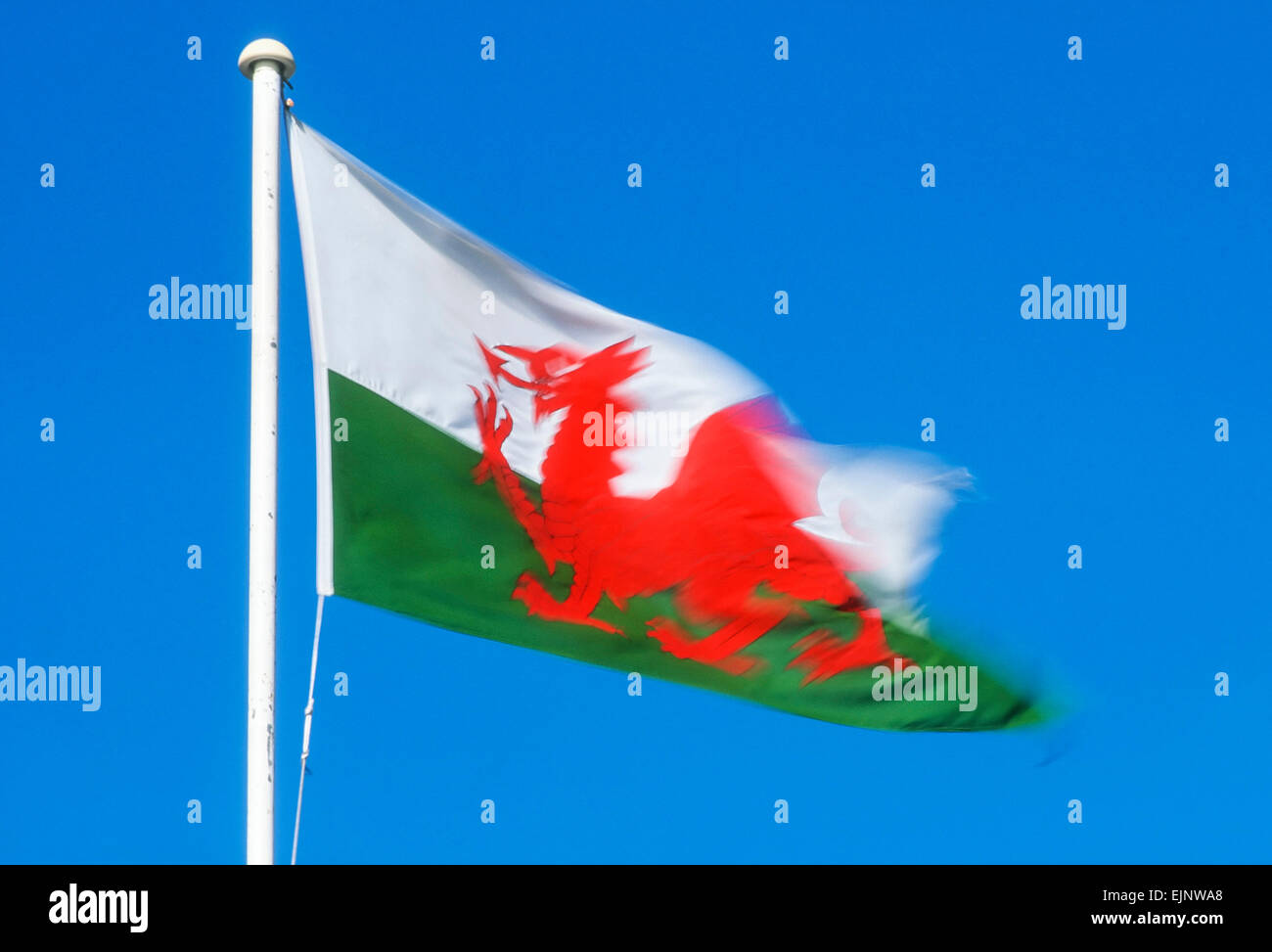 Bandera galesa soplando en el viento sobre fondo azul del cielo, Cardiff, Gales, Reino Unido, GB, Europa Foto de stock