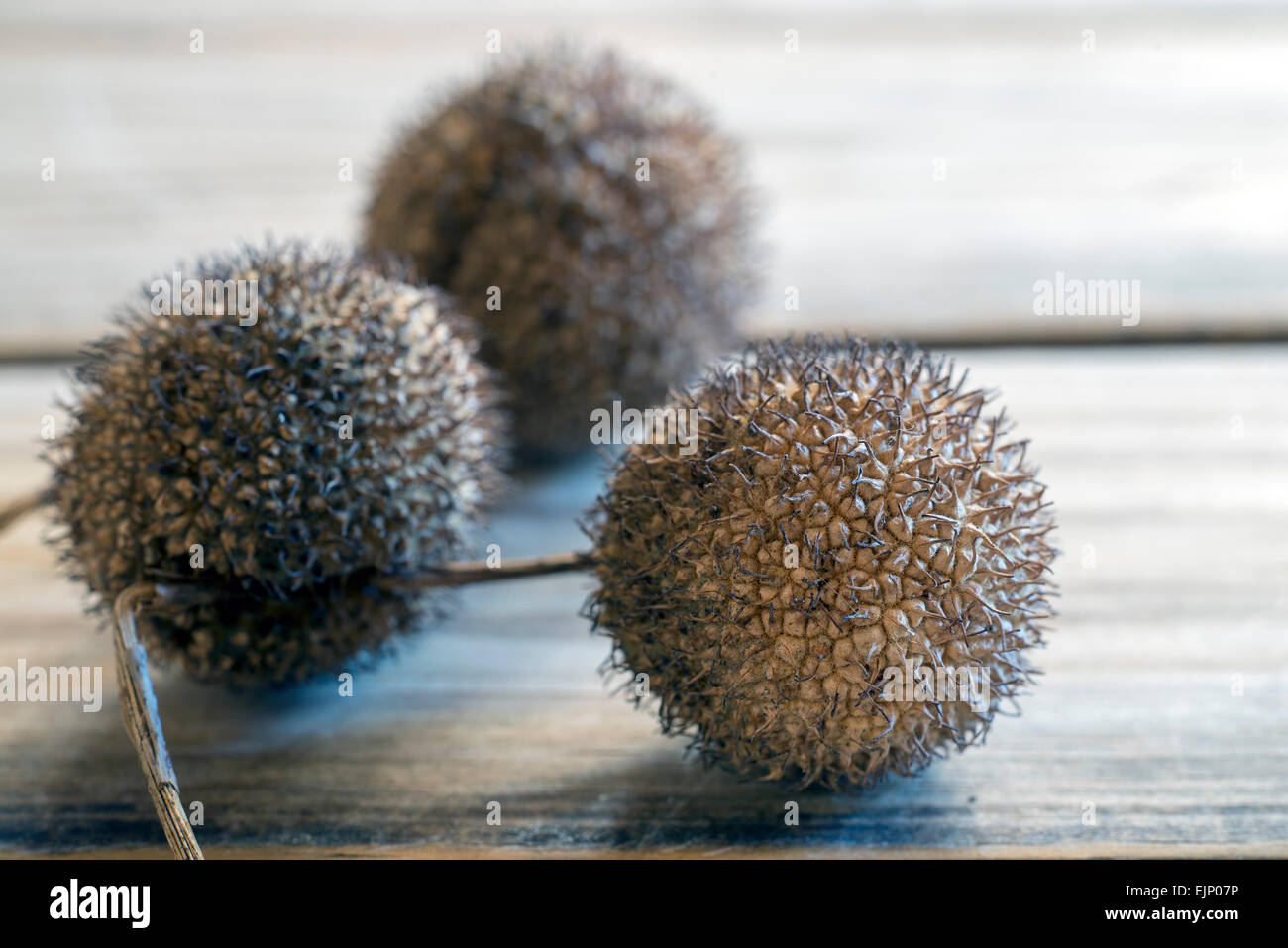 Detalle Inflorescense Planetree macho (Platanus acerifolia) Foto de stock