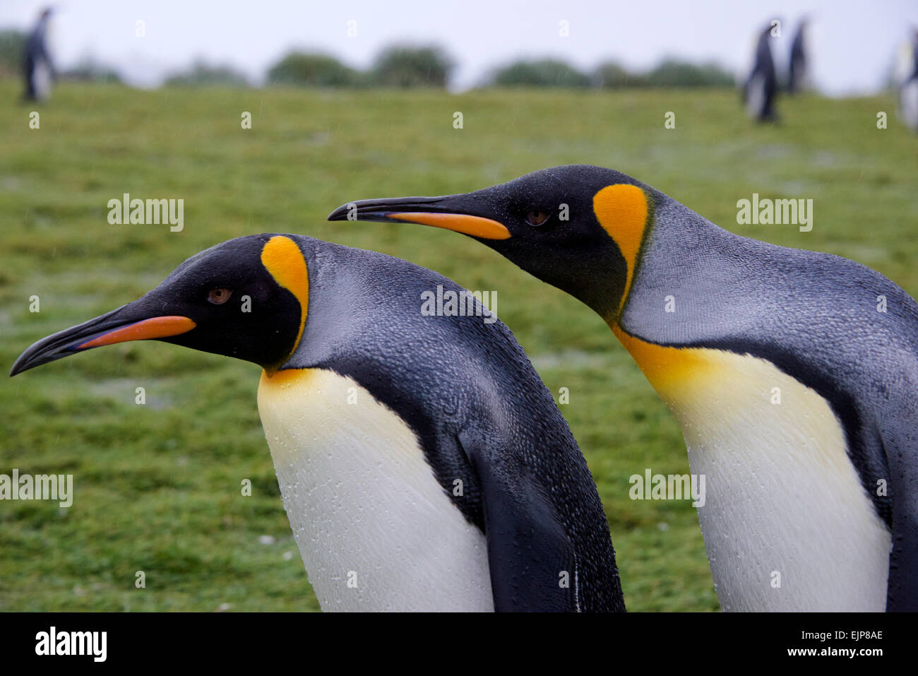 Cerca de dos pingüinos rey Salisbury Plain Georgia del Sur Foto de stock