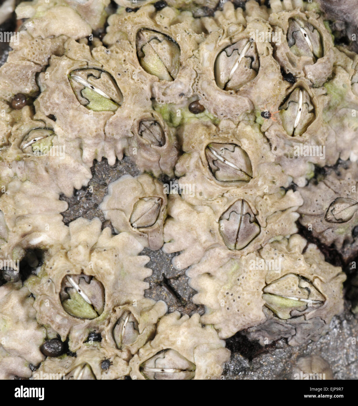 Acorn Barnacle - Semibalanus balanoides Foto de stock