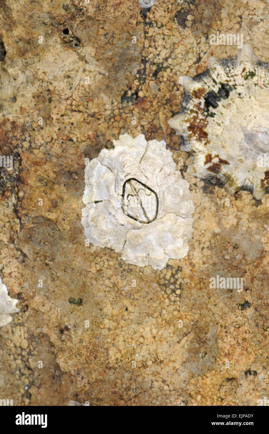 Acorn Barnacle - Semibalanus balanoides Foto de stock