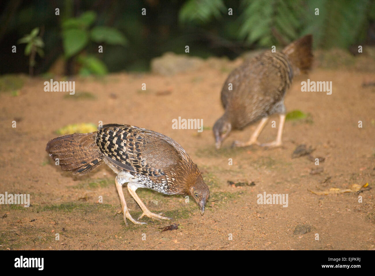 Sri Lanka Jungle Fowl (Gallus lafayettii). Las gallinas o hembras. Endémica y el ave nacional de Sri Lanka. Sinharaja Rain Forest reserv Foto de stock