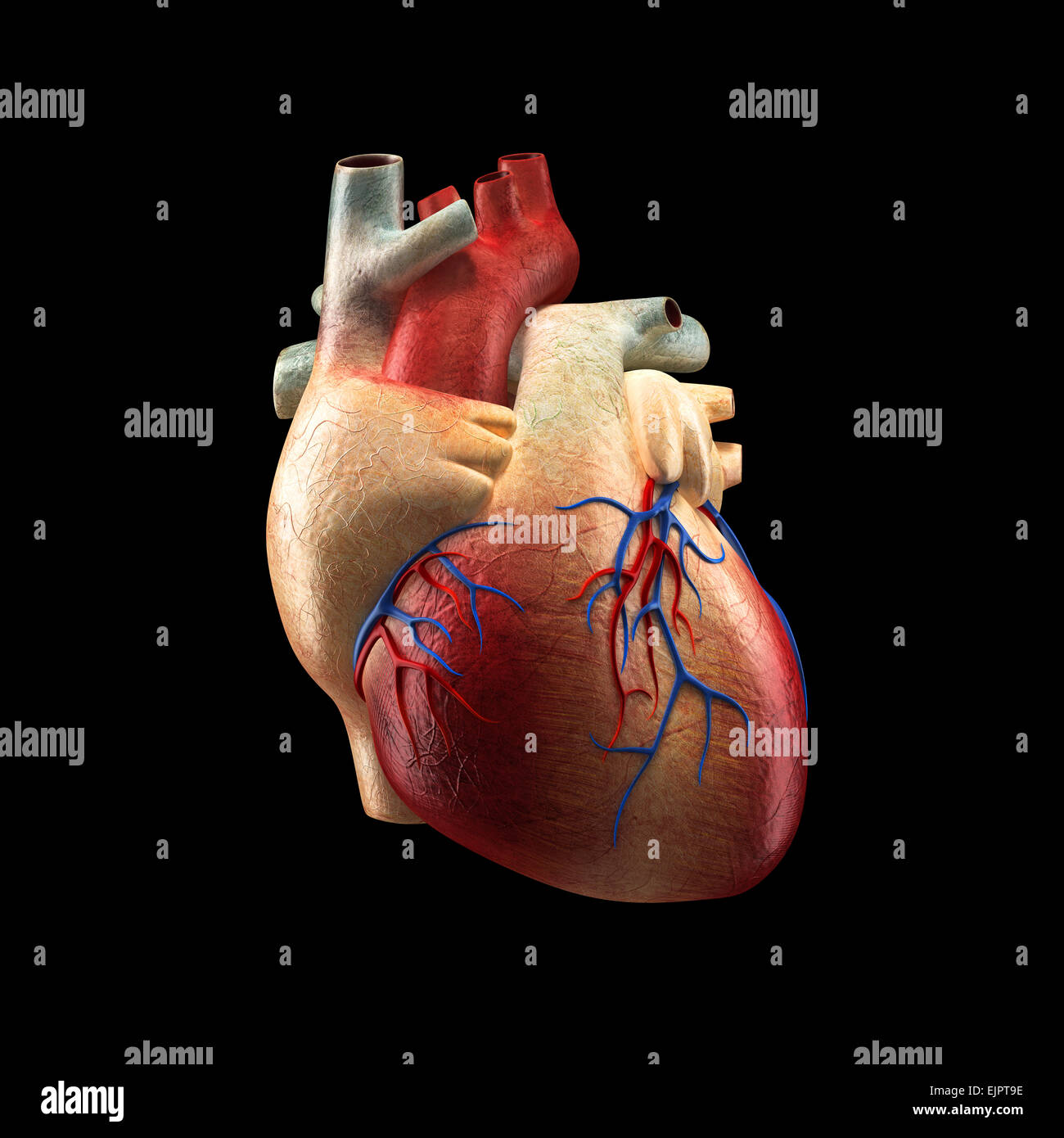 Verdadero corazón aislado en negro - Modelo de Anatomía Humana Foto de stock