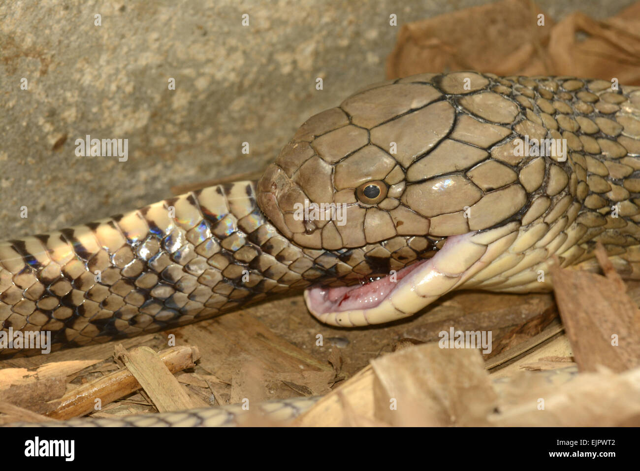 King cobras food fotografías e imágenes de alta resolución Alamy
