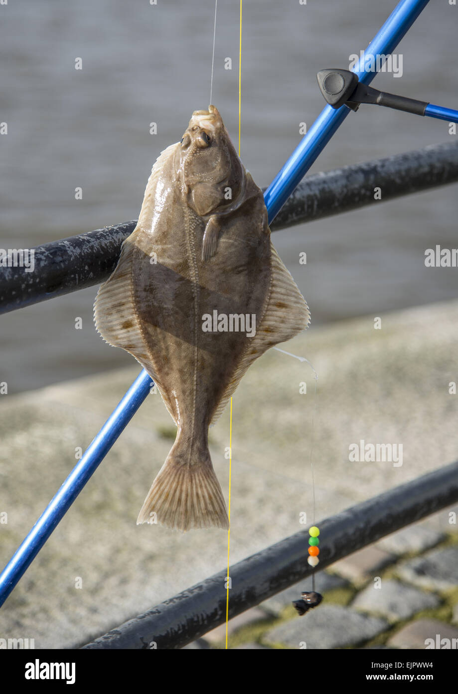 Unión la platija (Platichthys flesus) inmaduras, capturados por pescadores pescan en río de marea uniéndose a la entrada al muelle, río Ribble, Preston Dock, Preston, Lancashire, Inglaterra, Febrero Foto de stock