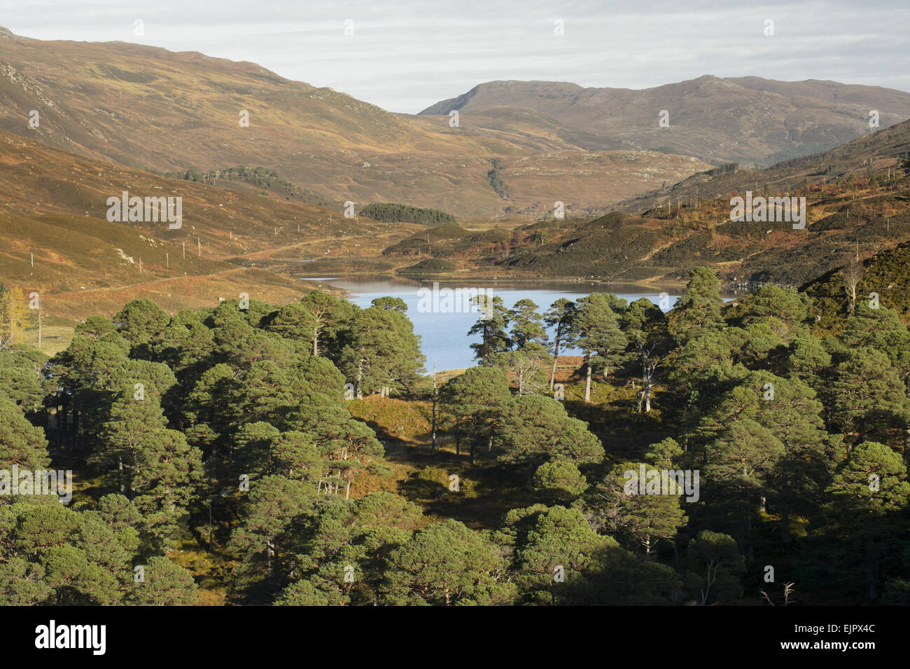 Pino silvestre (Pinus sylvestris) remanente de bosque, con las deforestadas colinas en el fondo, Glen Cannich, Inverness-shire, Highlands, Escocia, Noviembre Foto de stock