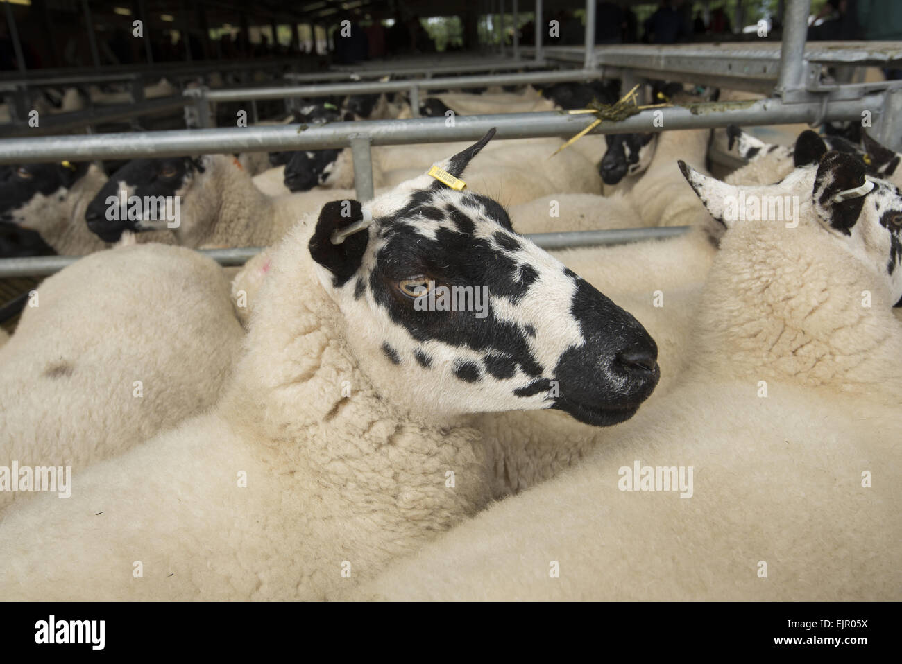 Ovejas domésticas, Beulah cara moteado de ovejas, ovejas en corrales en Ruthin mercado de ganado, mercado de ganado, Denbighshire, al norte de Gales, Septiembre Foto de stock