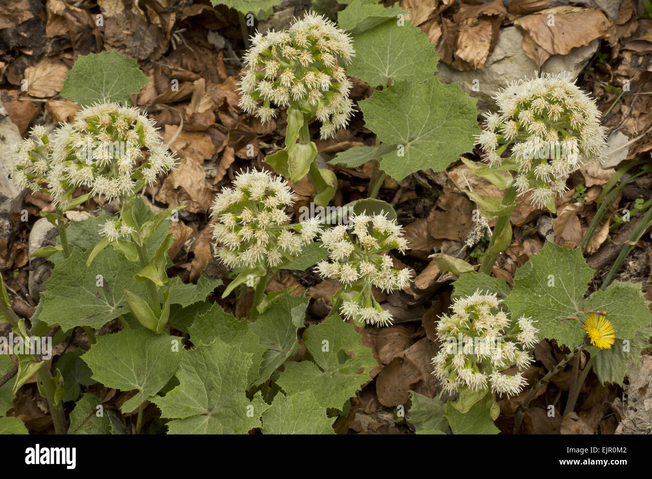 Blanco (Butterbur Petasites albus) floración, Vercors, Alpes franceses, Francia, mayo Foto de stock