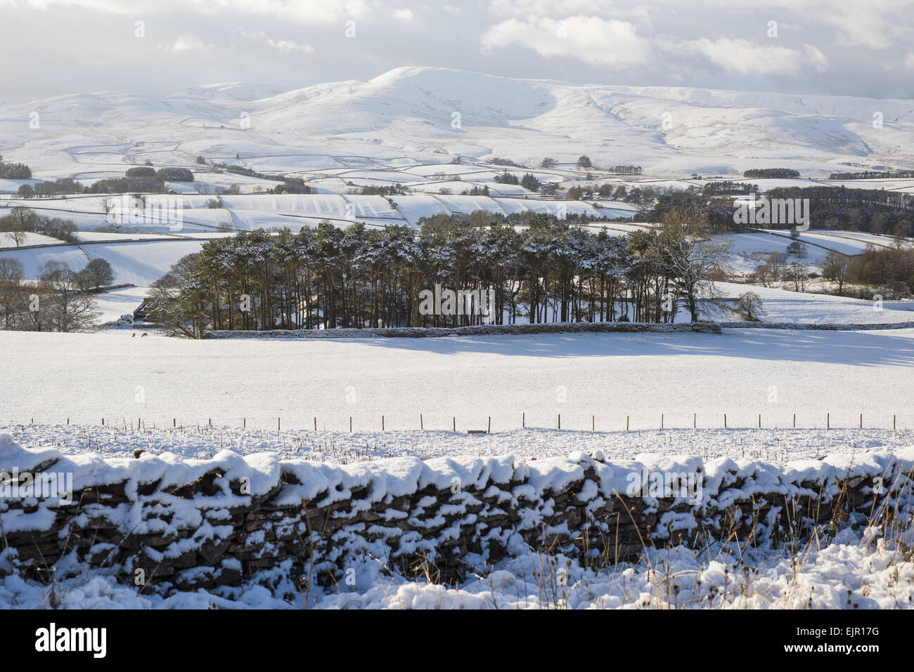 Ver más tierras cubiertas de nieve y coníferas, común, Ravenstonedale Ravenstonedale, Cumbria, Inglaterra, Diciembre Foto de stock